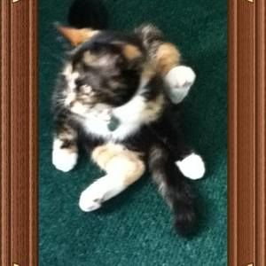 Meet your Posher, Evelyn